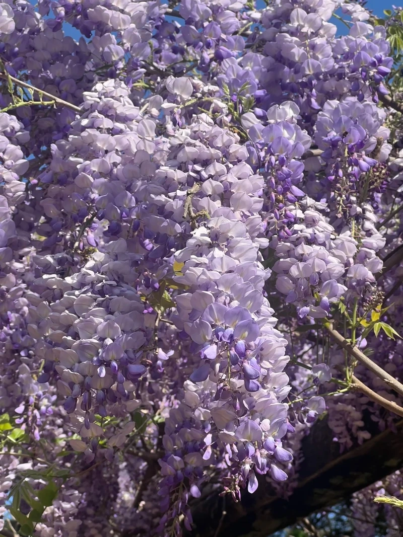 Vẻ đẹp tinh xảo từ hình nền hoa tử đằng tinh tế