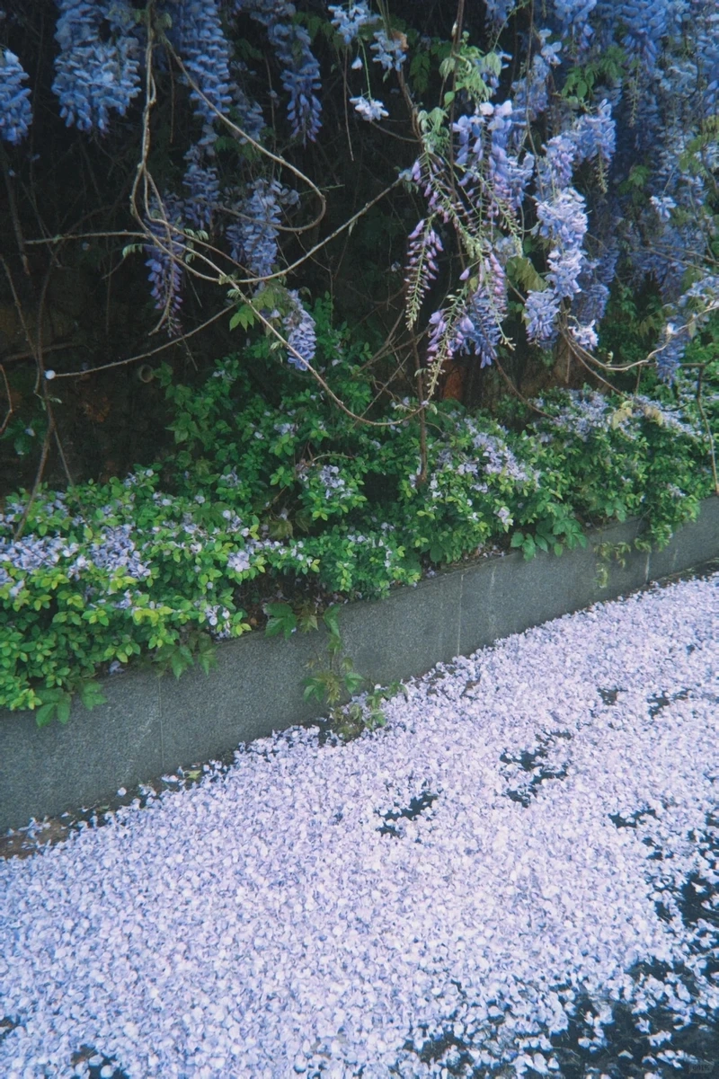 Xả stress hiệu quả cùng hình nền hoa tử đằng thư giãn