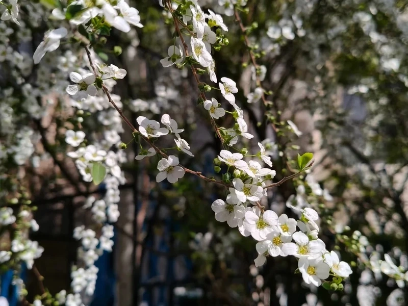 Hình nền hoa tuyết mai 4k hiển thị sắc nét ấn tượng