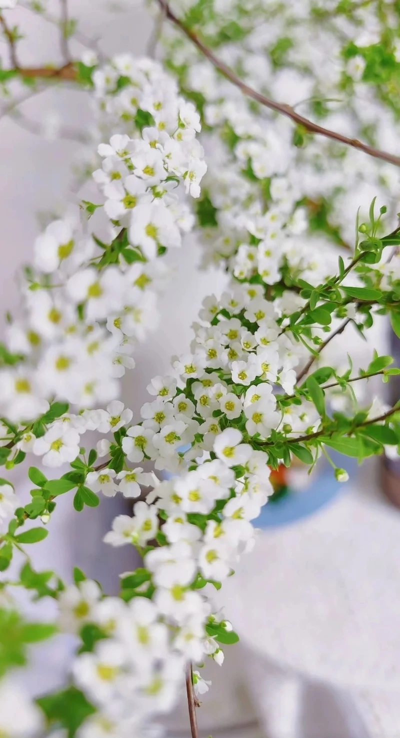 Hình nền hoa tuyết mai full hd nhẹ mắt và hài hòa