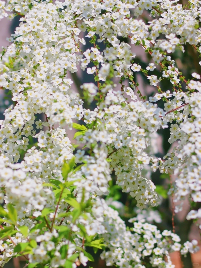 Hình nền hoa tuyết mai nhẹ nhàng giúp tâm trí an yên