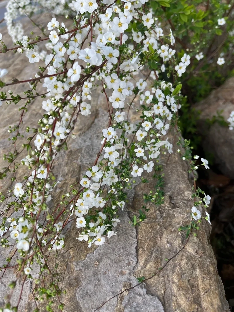 Hình nền hoa tuyết mai độ phân giải cao rõ nét chân thực