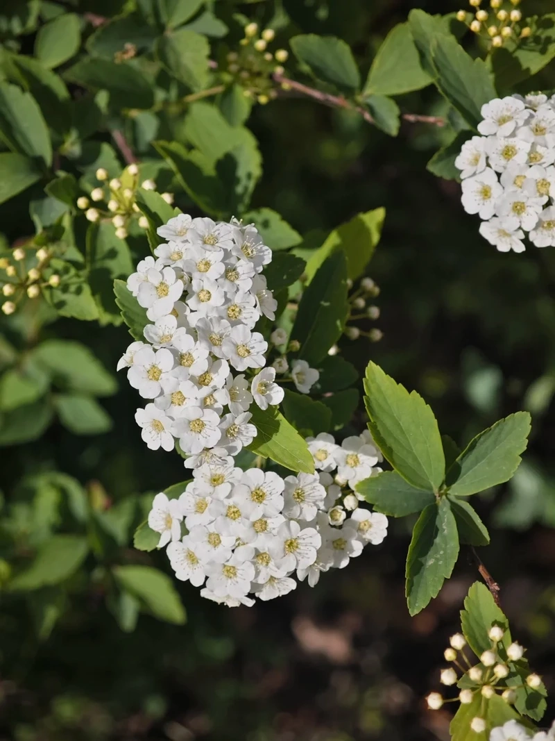 Hình nền hoa tuyết mai hoa tết đẹp tràn đầy sinh khí