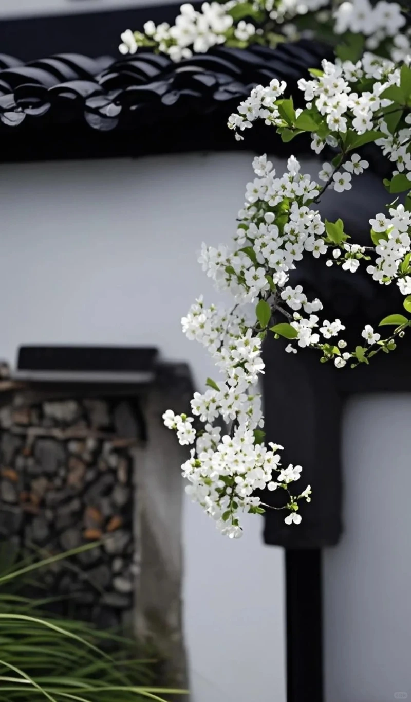 Hình nền hoa tuyết mai làm hình nền điện thoại dễ dùng hằng ngày