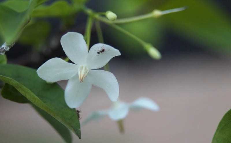 Hình nền cây mai chiếu thủy vững chãi bền bỉ