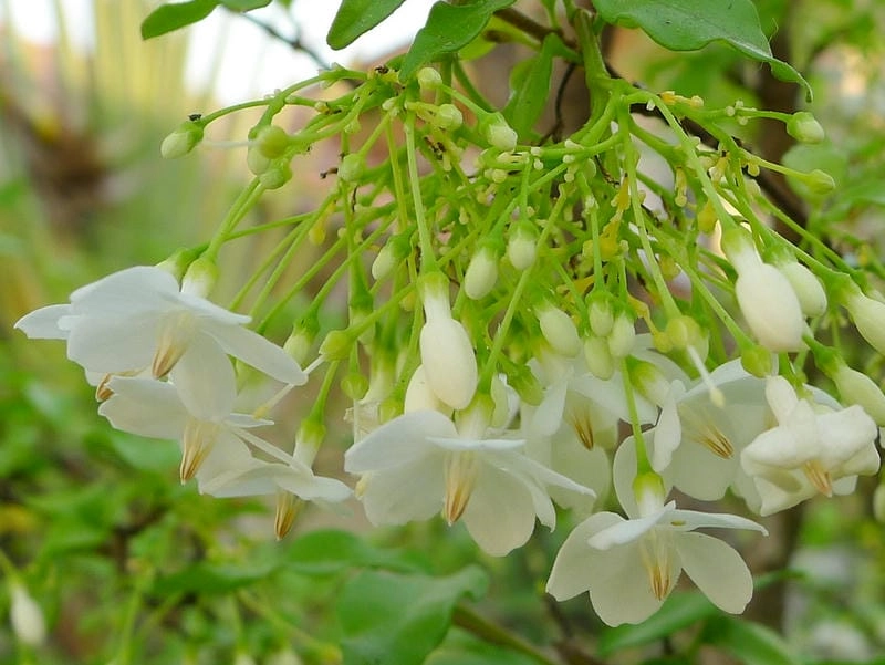 Ảnh nền mai chiếu thủy dịu mắt thư thái