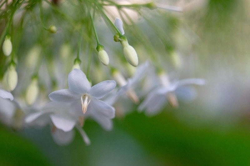 Ảnh mai chiếu thủy đẹp nổi bật dáng thế