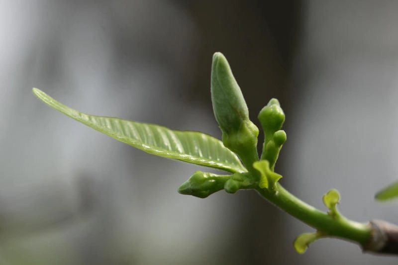 Hình ảnh hoa mai chiếu thủy đẹp đầy thi vị