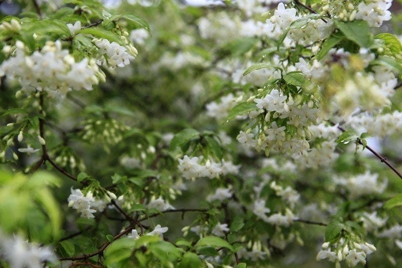 Tải hình nền mai chiếu thủy lưu giữ vẻ đẹp