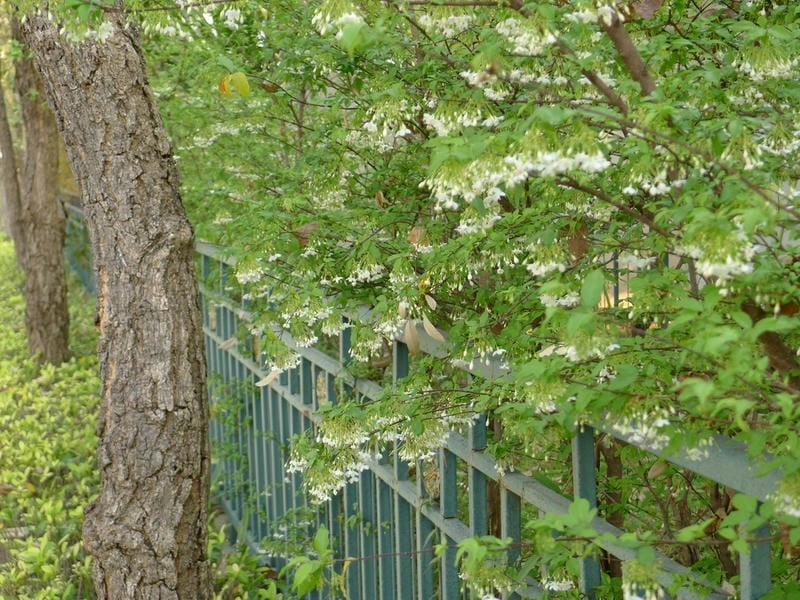 Hình nền mai chiếu thủy full hd dịu nhẹ