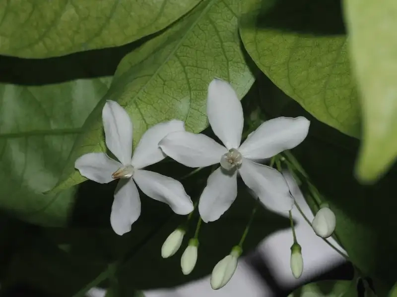 Hình nền mai chiếu thủy đẹp tôn vẻ thanh cao