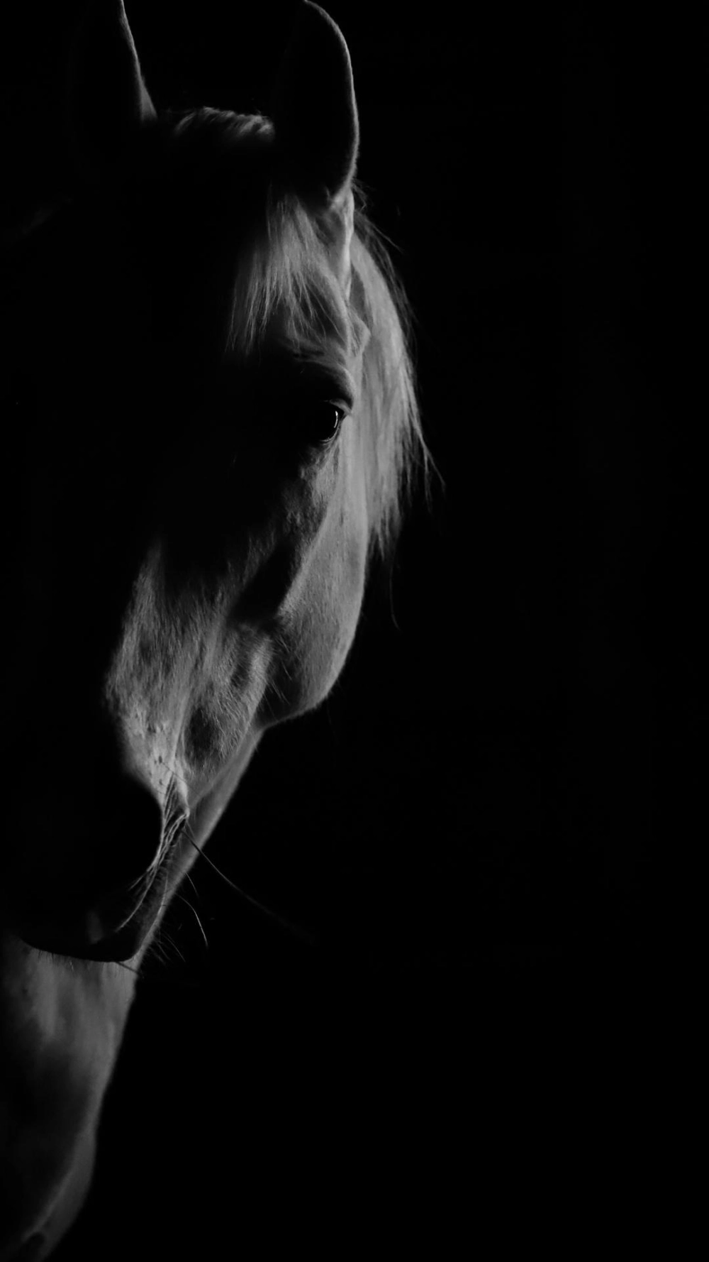 Ảnh ngựa 4k dọc phù hợp cho điện thoại thông minh