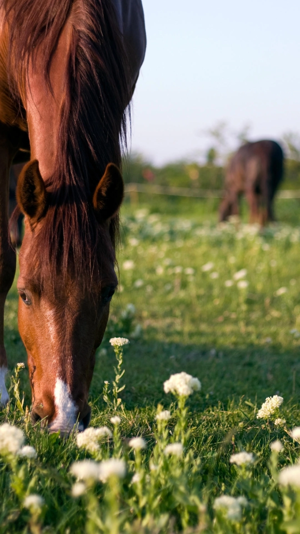 Hình nền ngựa 4k chất lượng cao cho màn hình oled