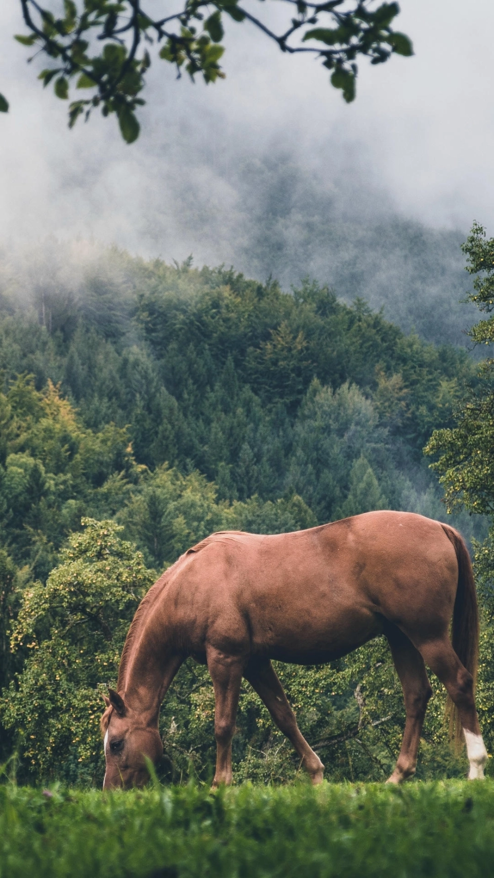 Hình nền ngựa 4k cho pc với độ phân giải cao