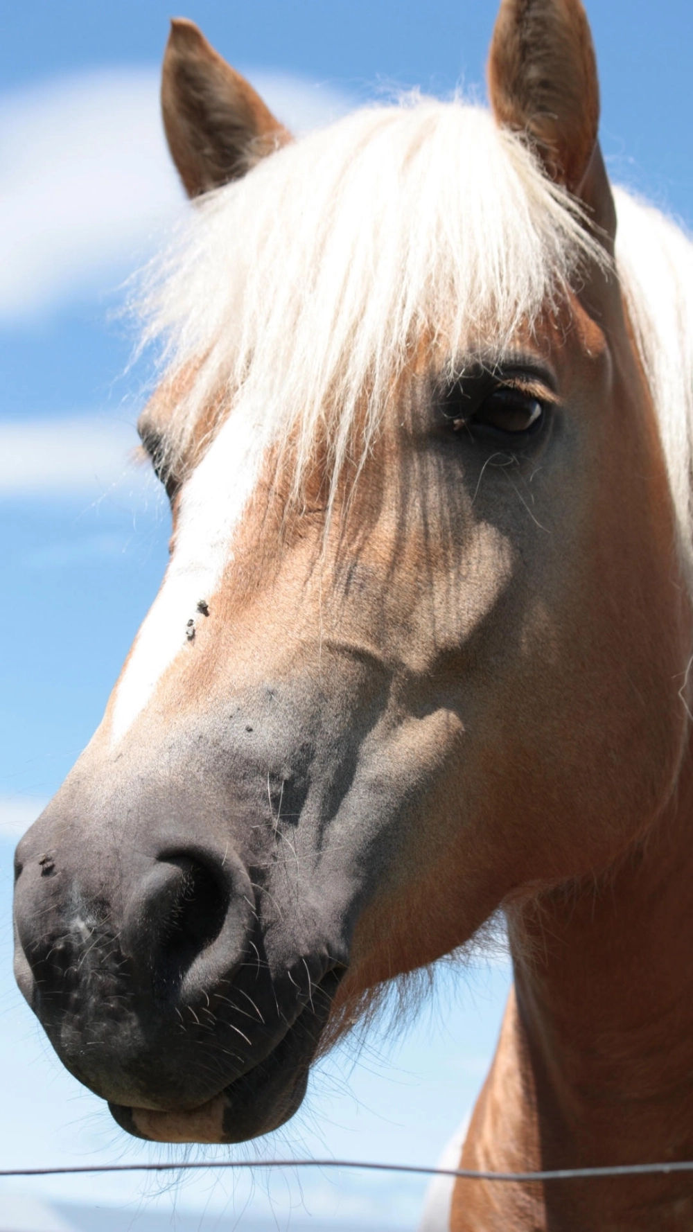 Ảnh ngựa 4k tết bính ngọ mang lại may mắn