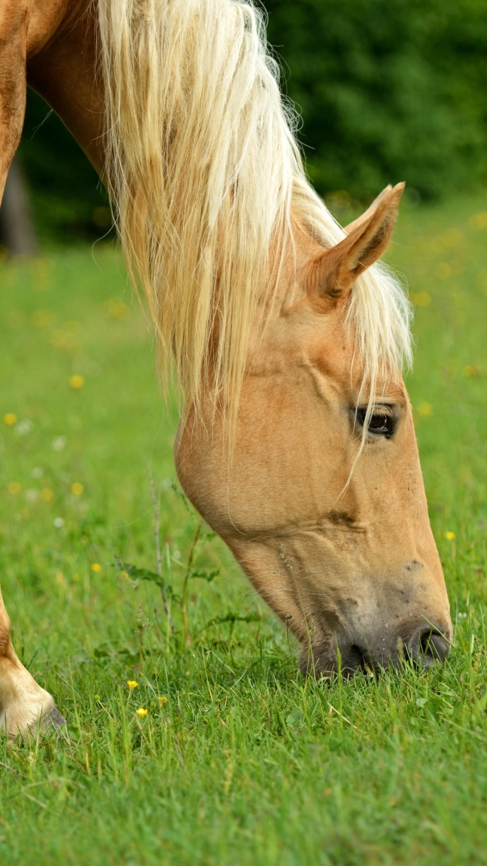 Hình nền ngựa bính ngọ 4k phong cách tranh sơn dầu