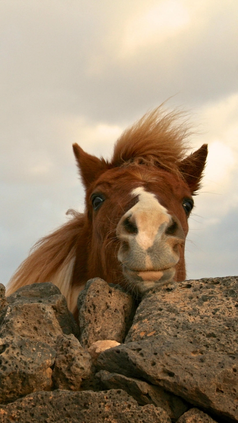 Ngựa cute phong cách hàn quốc nhẹ nhàng tinh tế