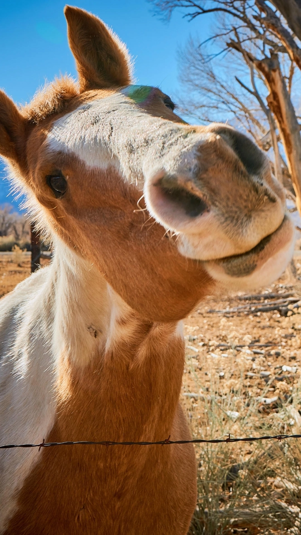 Ảnh ngựa cute pinterest xu hướng mới nhất