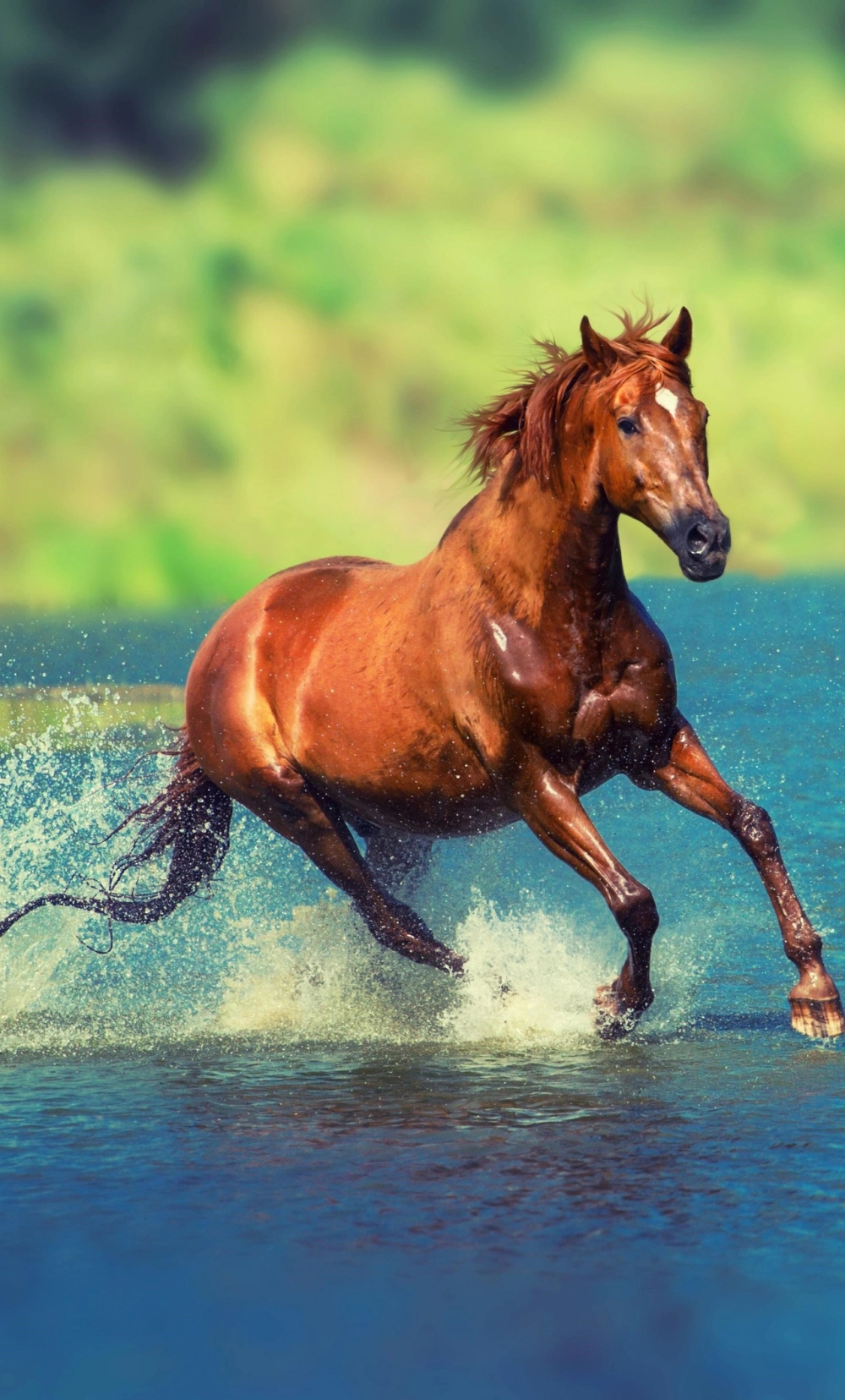 Ảnh ngựa ngầu lòi 2026 phong cách nghệ thuật