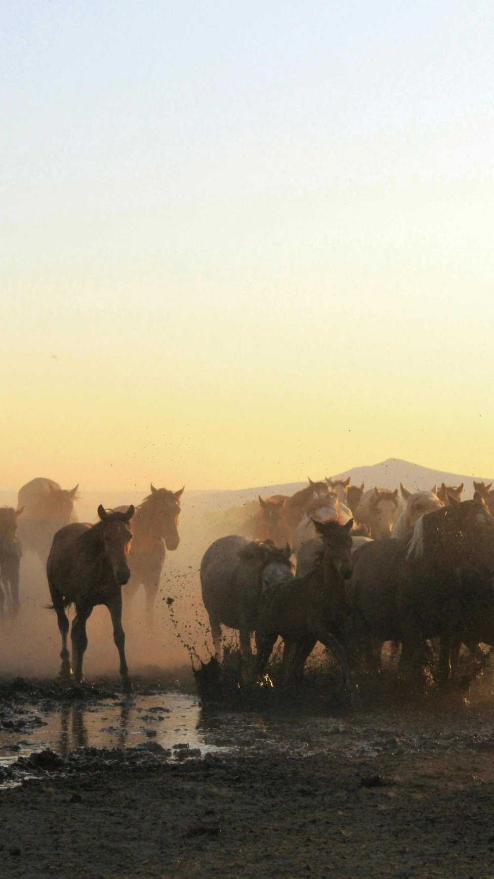 Hình nền ngựa phi nước đại 3d sắc nét cho điện thoại