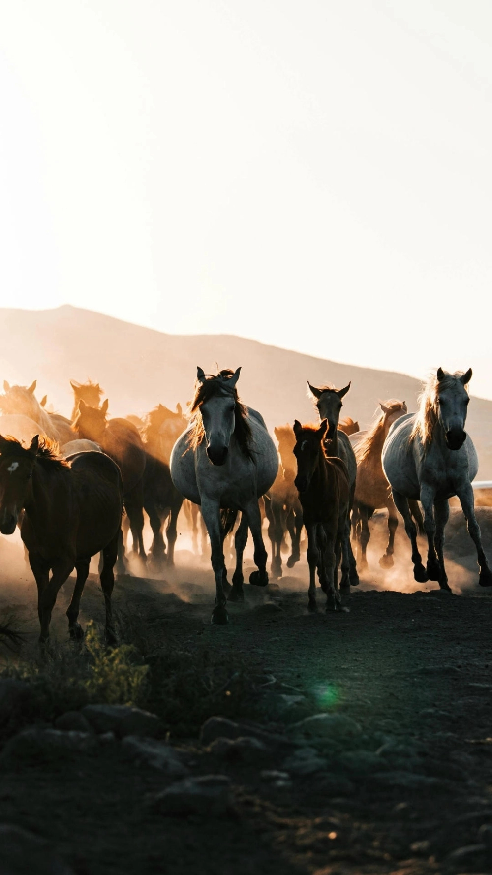 Ý nghĩa hình nền ngựa phi nước đại tết 2026 mang lại tài lộc