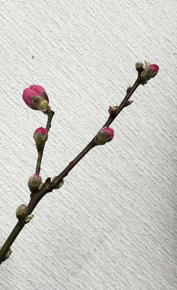 Hình nền cành đào tết ấm áp sắc xuân miền bắc