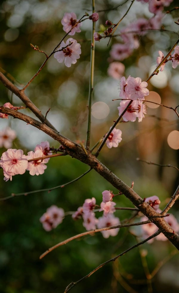 Hình nền cành đào 4k sắc nét tôn vẻ xuân