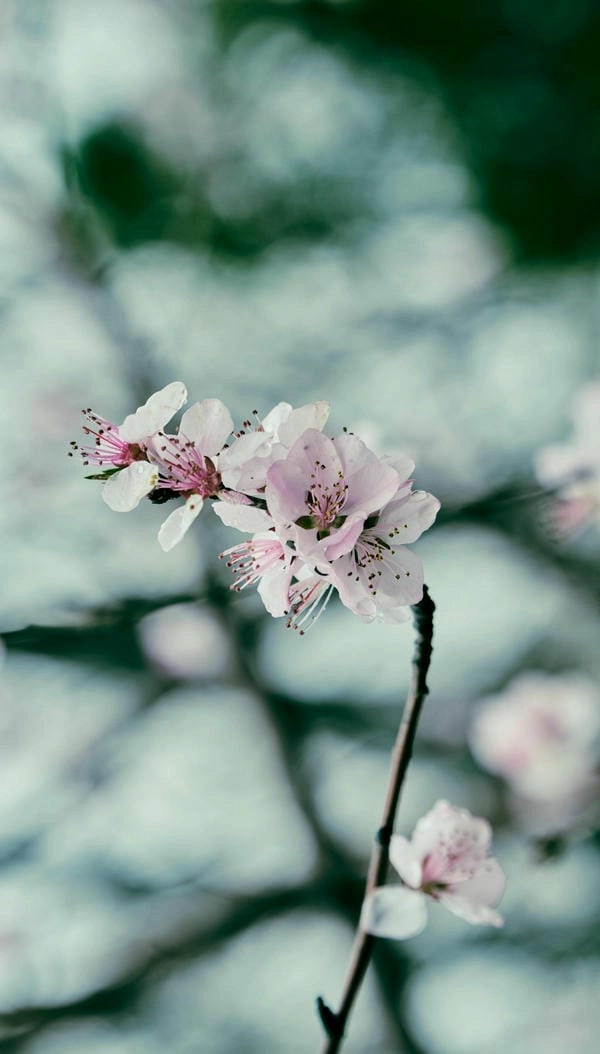 Hình nền cành đào full hd rực rỡ ngày đầu năm