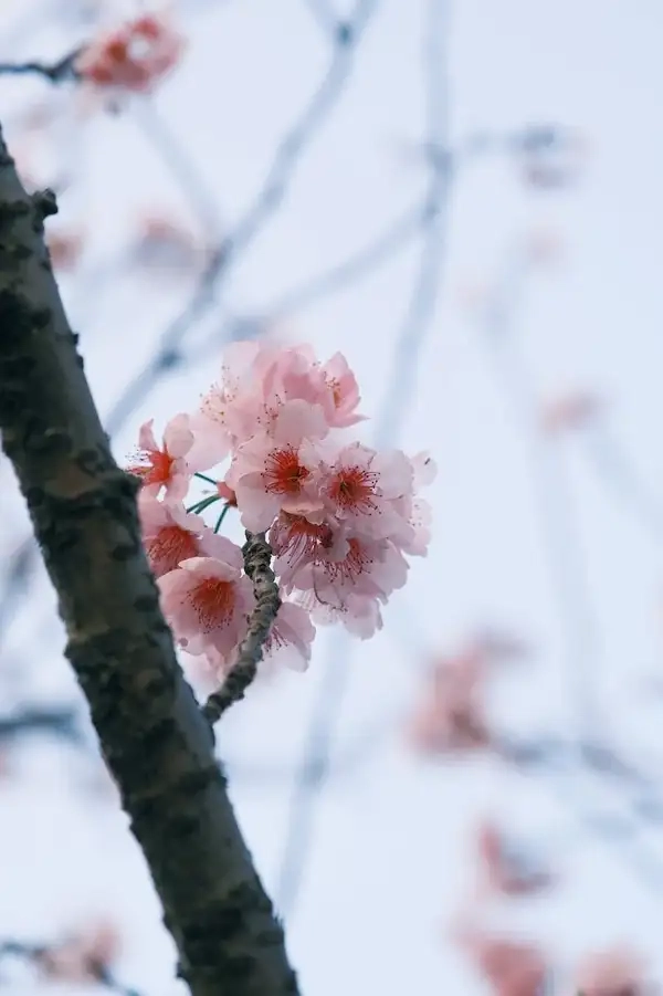 Hình nền tết cành đào gợi không khí đoàn viên