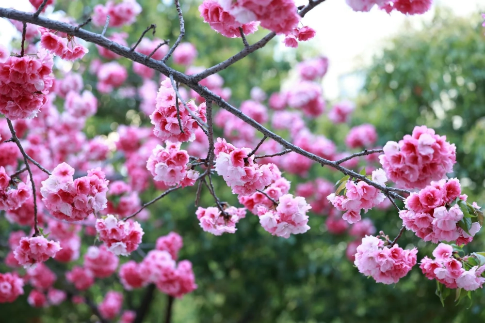 Hình nền cành đào tinh tế mang không khí tết xưa