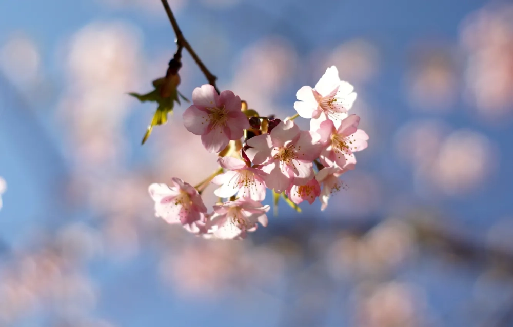 Ảnh cành đào rực rỡ báo hiệu mùa xuân về