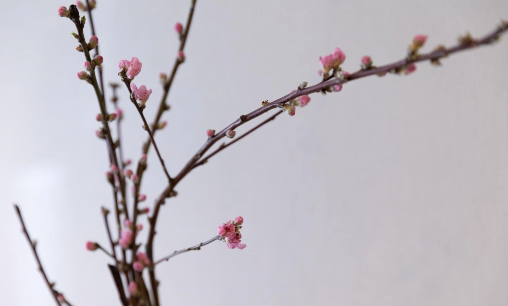 Background cành đào nhẹ nhàng đậm chất xuân Việt