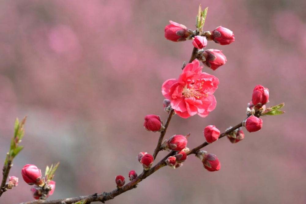 Hình nền nhành đào dịu dàng gợi sắc xuân truyền thống