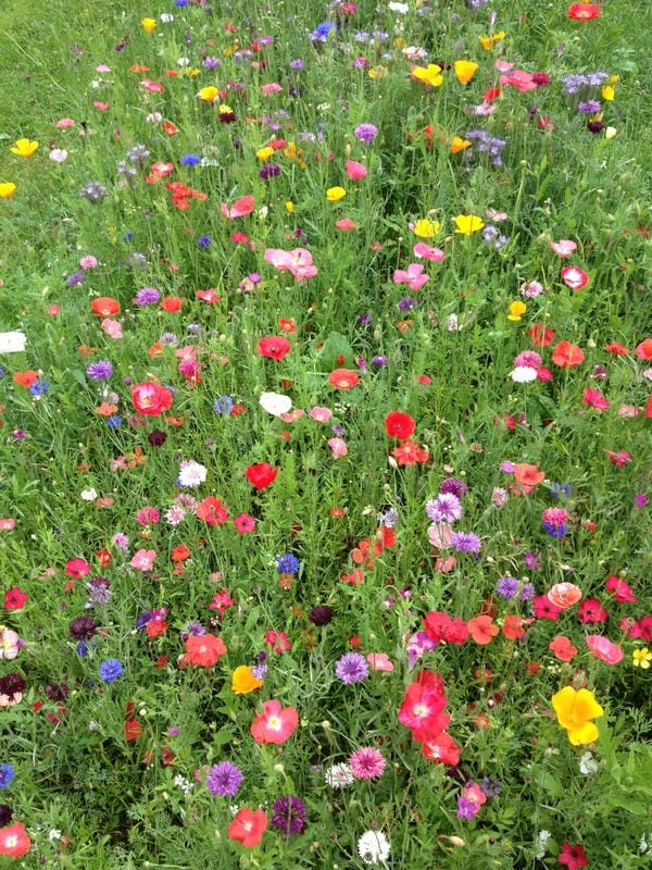 Ảnh phong cảnh vườn hoa nên thơ cuốn hút