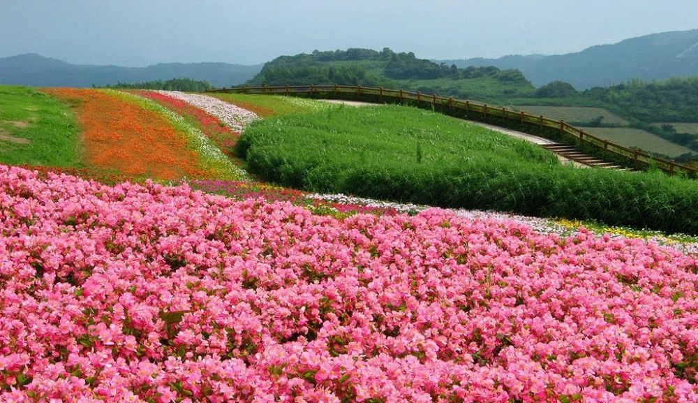 Ảnh vườn hoa dịu dàng mang cảm giác bình yên