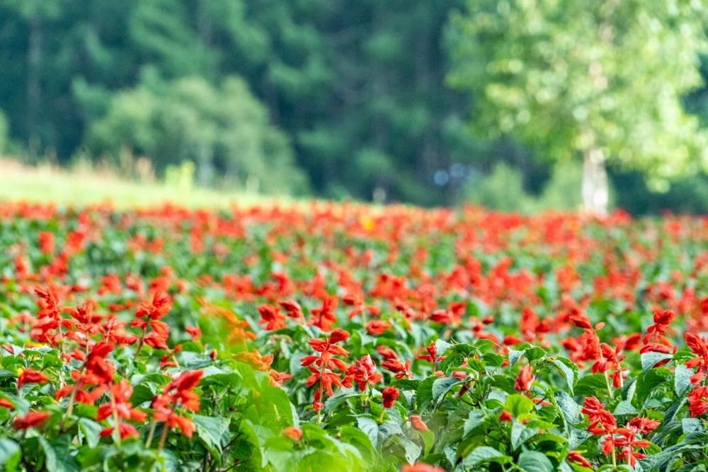 Hình nền vườn hoa 4k sắc nét sống động