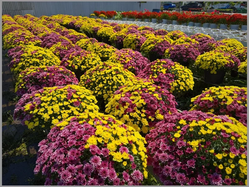 Ảnh làng hoa tết mang không khí xuân quê