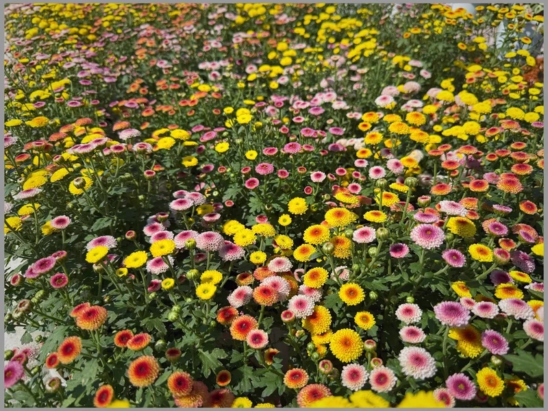 Ảnh làng hoa tết đẹp bình yên truyền thống