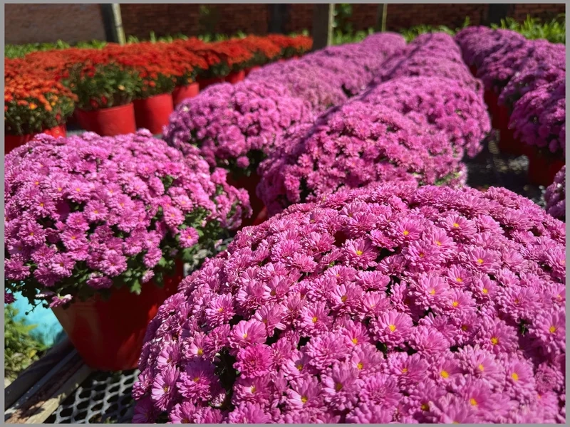 Khám phá Ảnh làng hoa tết đầy màu sắc