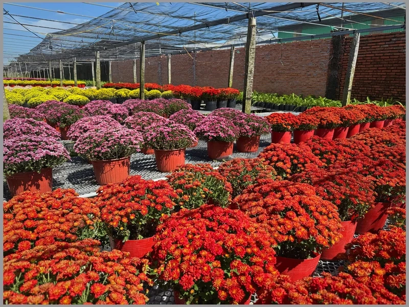 Bộ sưu tập Ảnh làng hoa tết đẹp tự nhiên