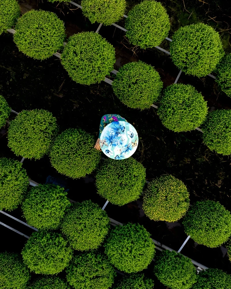 Ảnh làng hoa tết cho cảm xúc xuân về