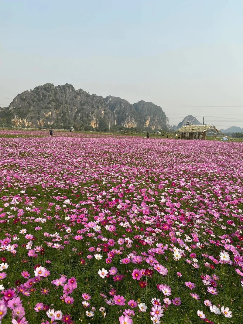 Chia sẻ Ảnh làng hoa tết đón năm mới