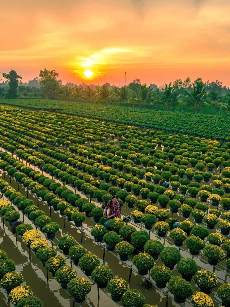 Ảnh làng hoa tết giản dị mà cuốn hút