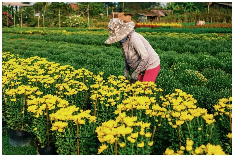 Ảnh làng hoa tết mang hồn quê ngày Tết