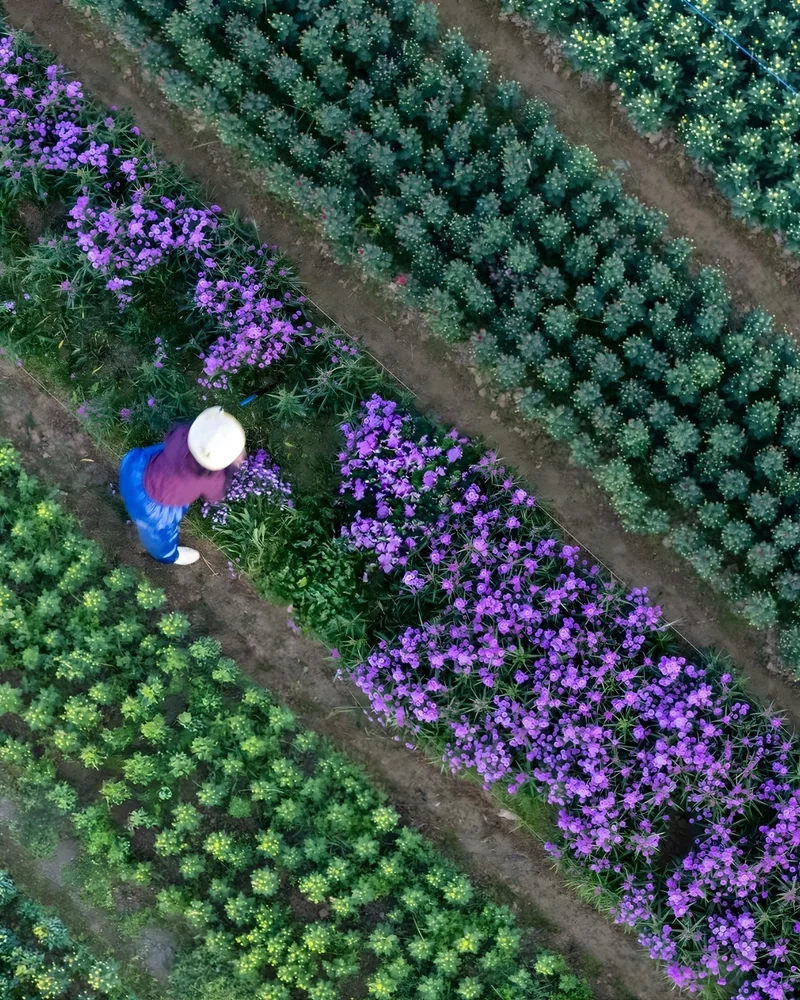 Ngắm Ảnh làng hoa tết rực rỡ sắc xuân