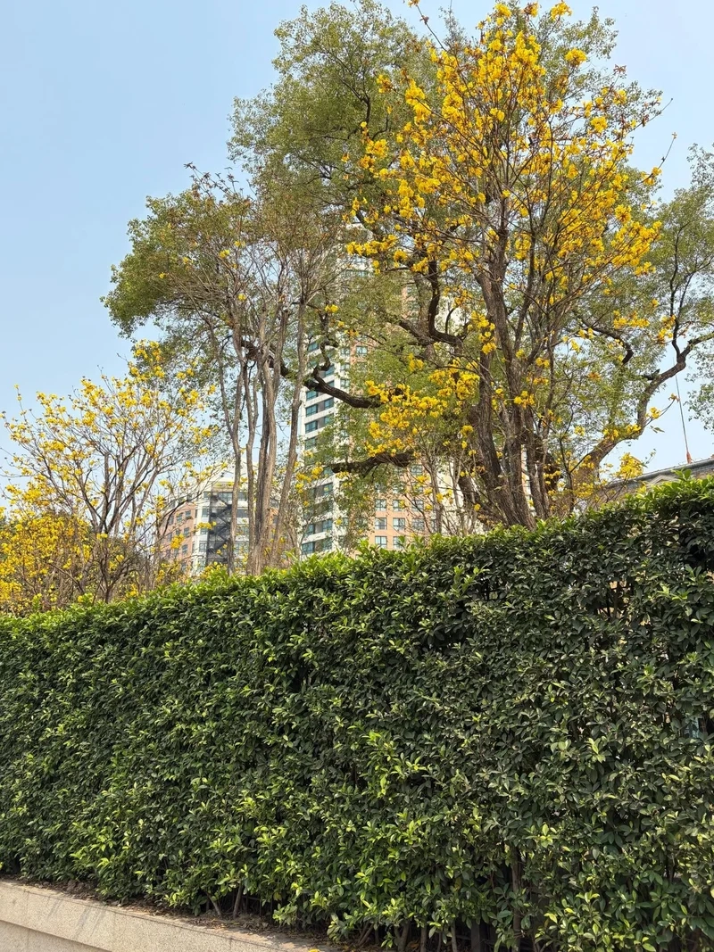 Lưu lại mùa xuân qua Ảnh nắng xuân