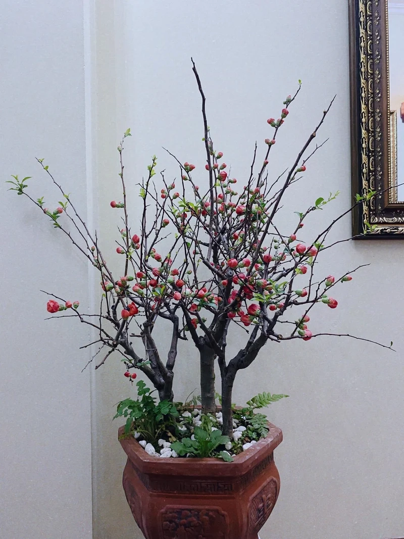 Chọn Hình nền cây cảnh tết cho không khí xuân