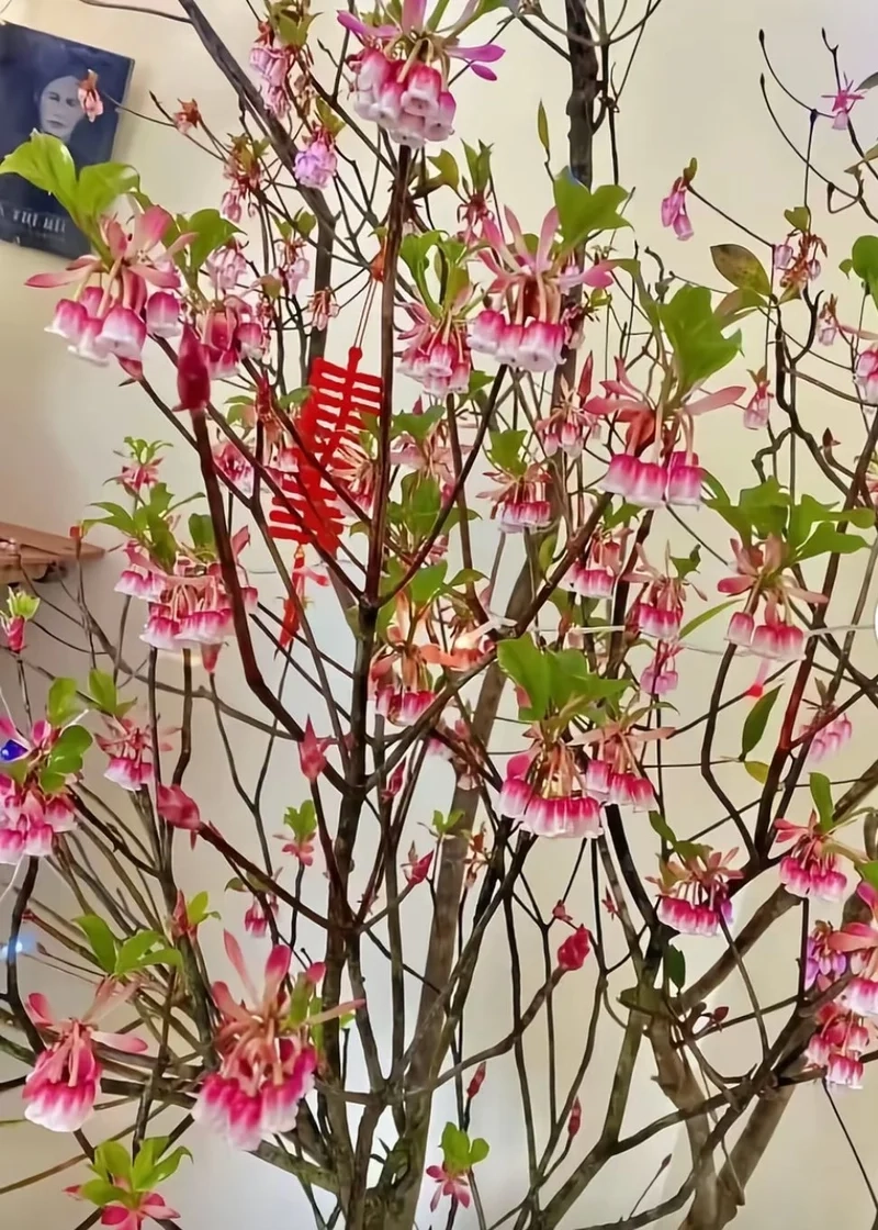 Hình nền cây cảnh tết mang tài lộc đầu năm