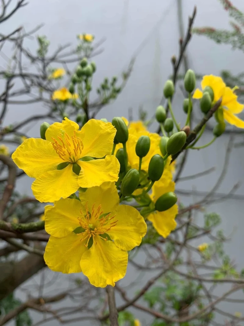 Tải ngay Hình nền cây cảnh tết chất lượng cao