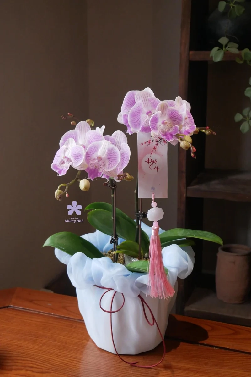 Hình nền cây cảnh tết giúp không gian thêm ấm